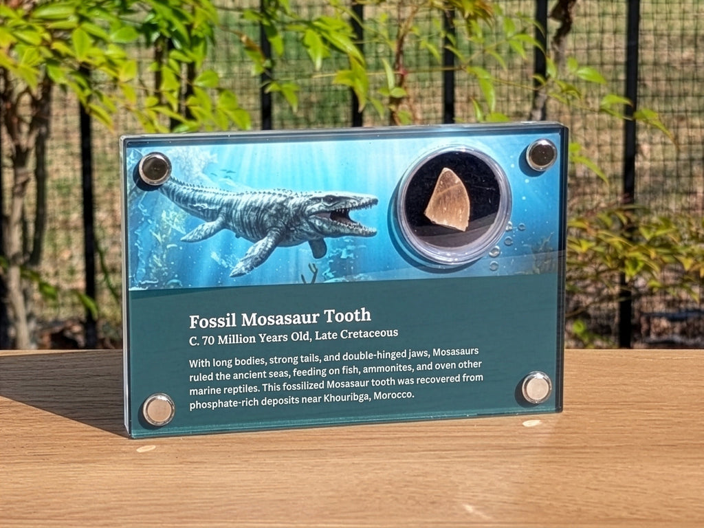 Fossil Mosasaur Tooth