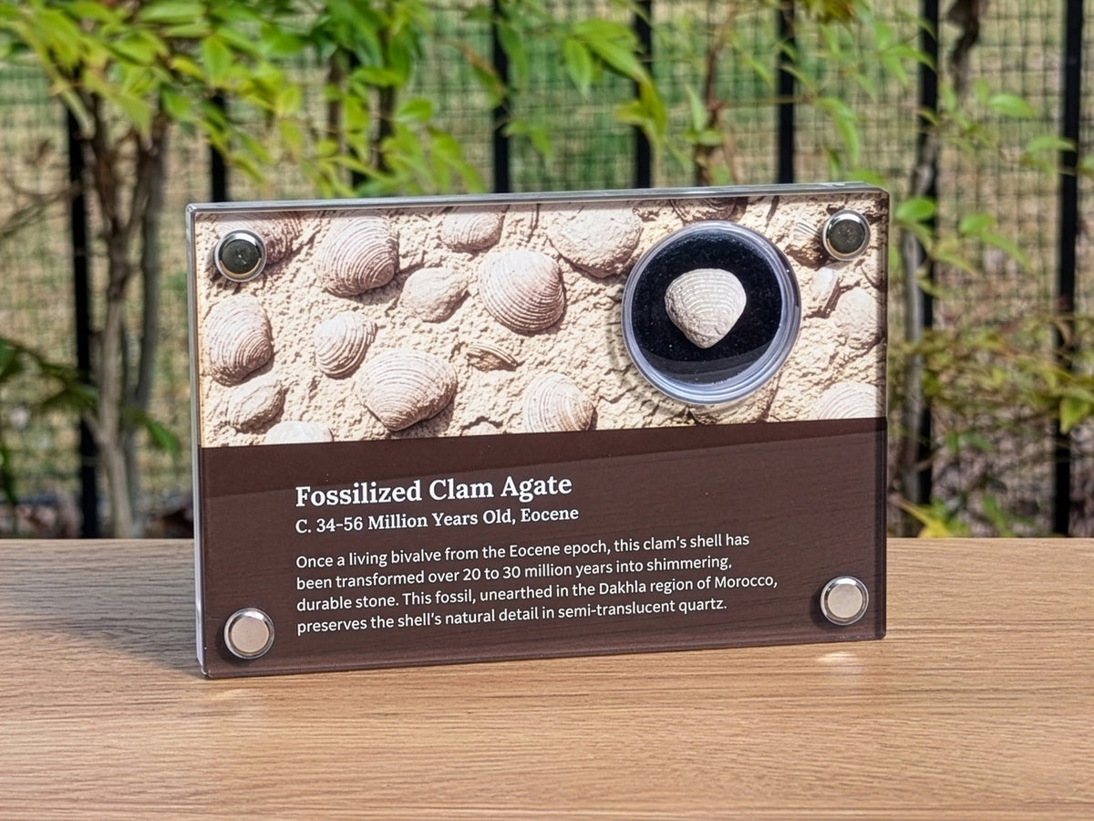 Agate-Replaced Fossil Clam