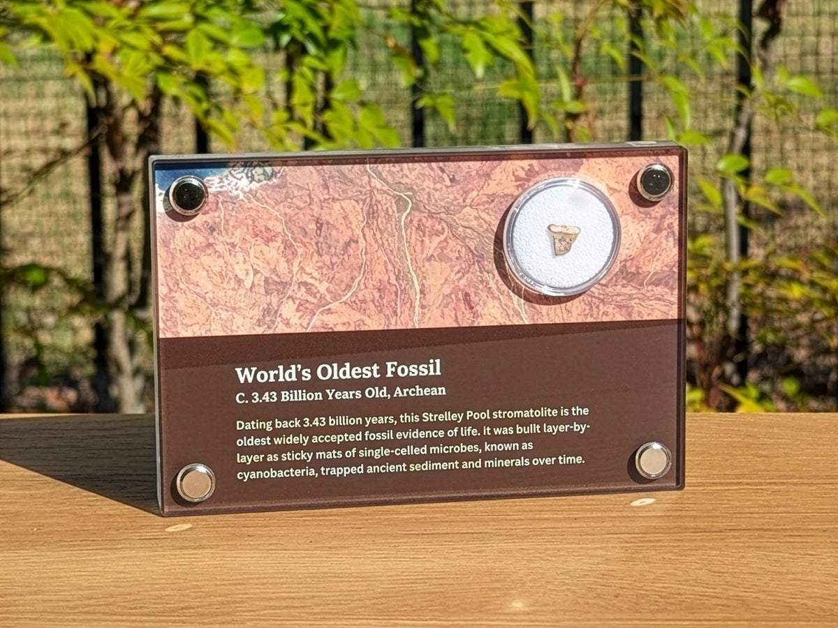 World's Oldest Fossil